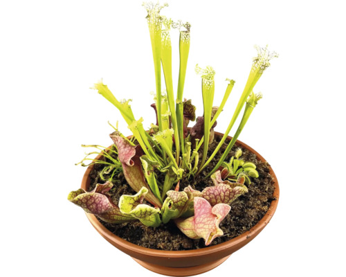 Köttätande växter i kruka