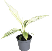 Kinesisk städsegrön i en kruka