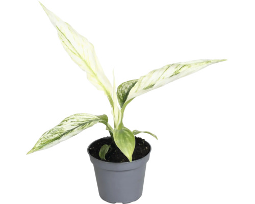 Kinesisk städsegrön i en kruka