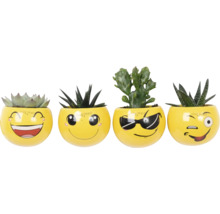 Fyra suckulenter i gula krukor med emoji-ansikten