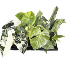 Olika gröna krukväxter i en svart behållare.