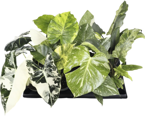 Olika gröna krukväxter i en svart behållare.