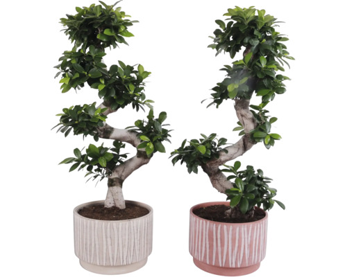 Två bonsai fikonträd i krukor med räfflad design