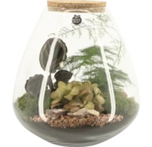 Terrarium med växter i glasbehållare med korkpropp