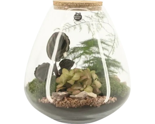 Flaskträdgård Lotte FLORASELF ca 30cm Ø26cm Terrarium med växter i glasbehållare med korkpropp