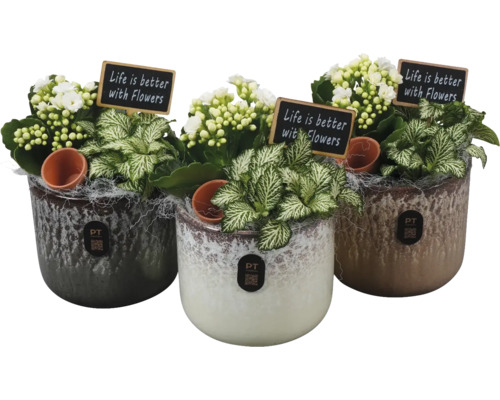 Krukväxtarrangemang FLORASELF 18cm mix i kruka Ø12cm Tre planterade krukor med texten 'Livet är bättre med blommor'