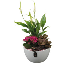 Arrangemang av fredskalla, Kalanchoe blossfeldiana och mosaikplanta i vit kruka