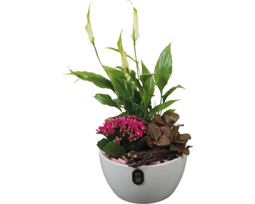 Arrangemang av fredskalla, Kalanchoe blossfeldiana och mosaikplanta i vit kruka