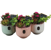 Tre dekorativa blomkrukor med suckulenter och små skyltar med texten 'enjoy little moment'.