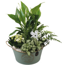 Blomsterarrangemang med fredskalla, ormbunke och Kalanchoe i en zinkhink