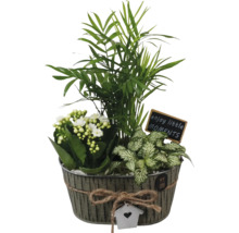 Arrangemang med krukväxter med bergspalmer, Kalanchoe och mosaikväxter i zinkkruka med dekoration