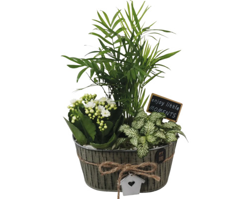 Arrangemang med krukväxter med bergspalmer, Kalanchoe och mosaikväxter i zinkkruka med dekoration