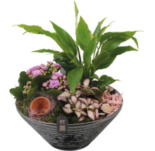 Planteringslåda med Kalanchoe, Fredskalla och Fittonia