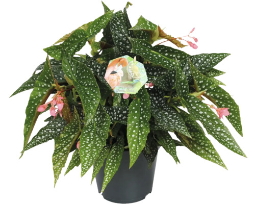 Begonia Maculata i kruka med prickiga blad och små blommor