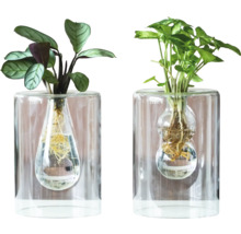 Två krukväxter i transparenta glasvaser