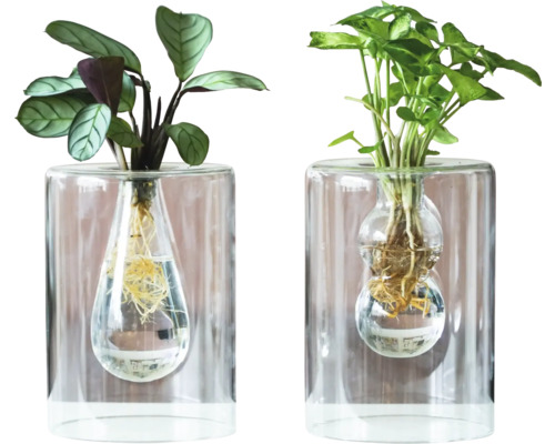 Två krukväxter i transparenta glasvaser