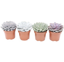 Fyra suckulenter i krukor