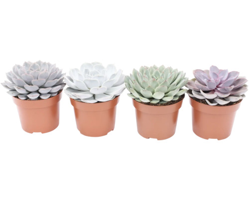 Echeveria mix FLORASELF Echeveria krukstorlek Ø12cm Fyra suckulenter i krukor