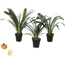 Tre krukväxter i krukor