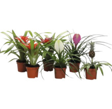 Flera bromelior i krukor med olika färgade blomställningar och en ananasplanta