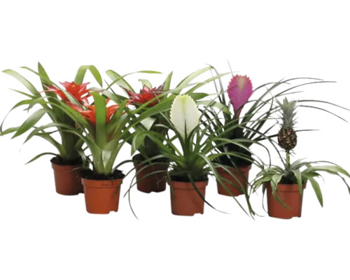 Flera bromelior i krukor med olika färgade blomställningar och en ananasplanta