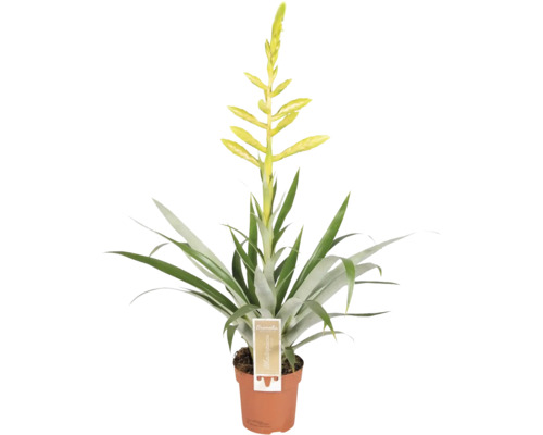 Tillandsia FLORASELF Tillandsia oerstediana krukstorlek Ø12cm Bromelia krukväxt i kruka med blomma