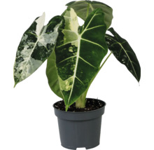 Alocasia krukväxt i kruka