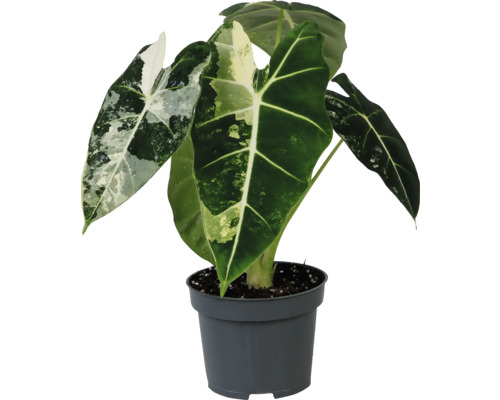 Alocasia krukväxt i kruka