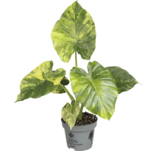 Alocasia krukväxt i kruka av återvunnen plast