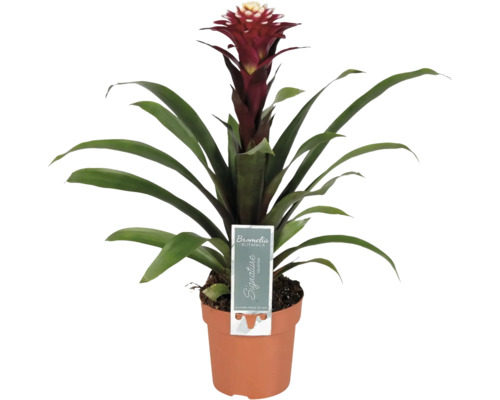 Bromelia krukväxt i kruka med röd blomma