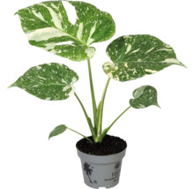 Monstera krukväxt inomhus