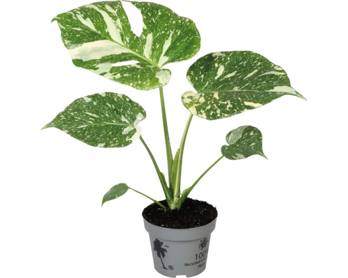 Monstera krukväxt inomhus
