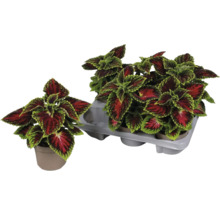 Coleusväxter i krukor och en hållare