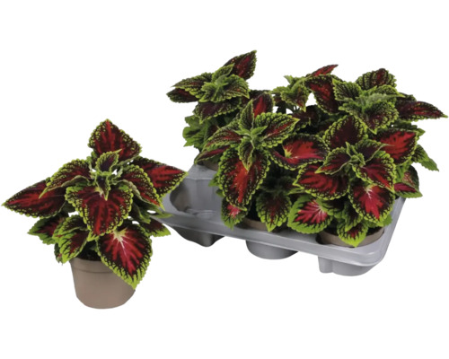 Coleusväxter i krukor och en hållare