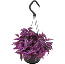 Hängande växt med lila blad i en kruka med upphängningsanordning