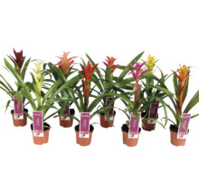 Flera bromelior i krukor med blomställningar i olika färger