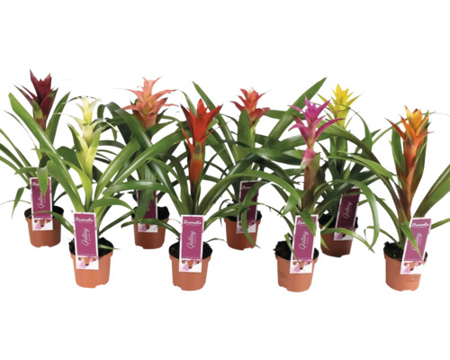 Flera bromelior i krukor med blomställningar i olika färger