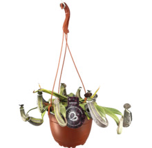 Hängande kannranka i kruka med upphängningsanordning