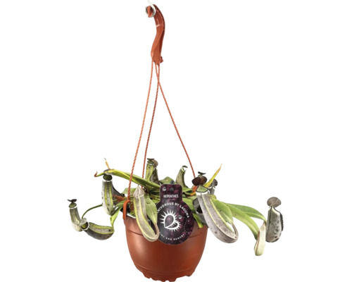 Hängande kannranka i kruka med upphängningsanordning