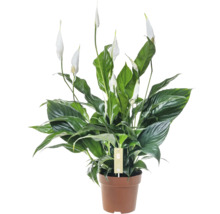 Fredskalla växt i kruka