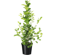 Lyckokastanj i kruka