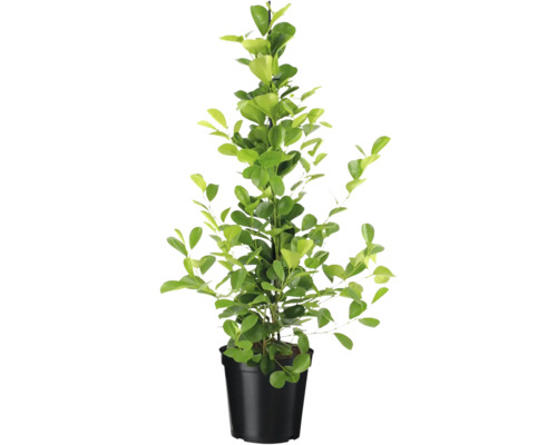 Lyckokastanj i kruka