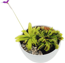 Köttätande växter i en kruka