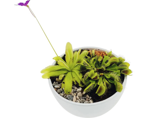 Köttätande växter i en kruka