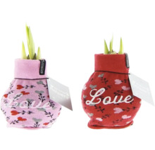 Två växter i strumpor med ordet kärlek.