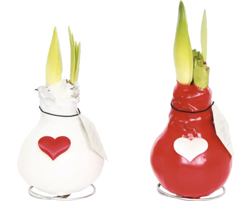 Två vaxade amaryllislökar med hjärtdekor och skott på metallställningar