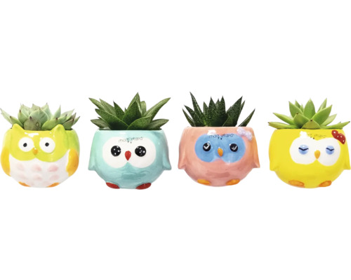Suckulent FLORASELF 15cm i kruka Funny Owls Magnet Ø6cm Fyra suckulenter i krukor med ugglemotiv