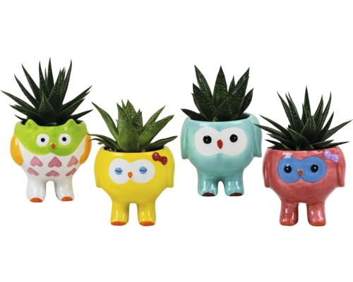 Fyra dekorativa blomkrukor i form av en uggla planterade med suckulenter