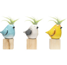 Tre färgade fågelkrukor med luftväxter på träsocklar