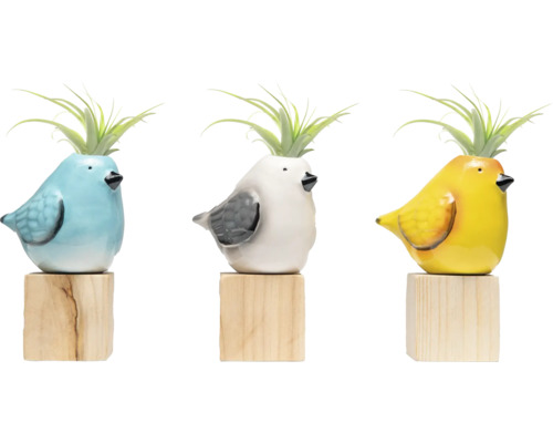 Tre färgade fågelkrukor med luftväxter på träsocklar